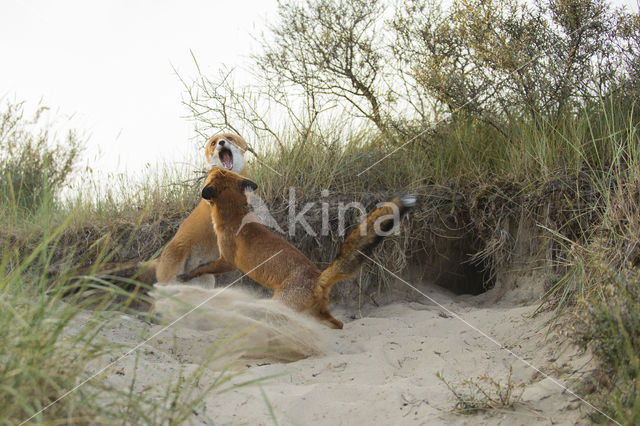 Vos (Vulpes vulpes)