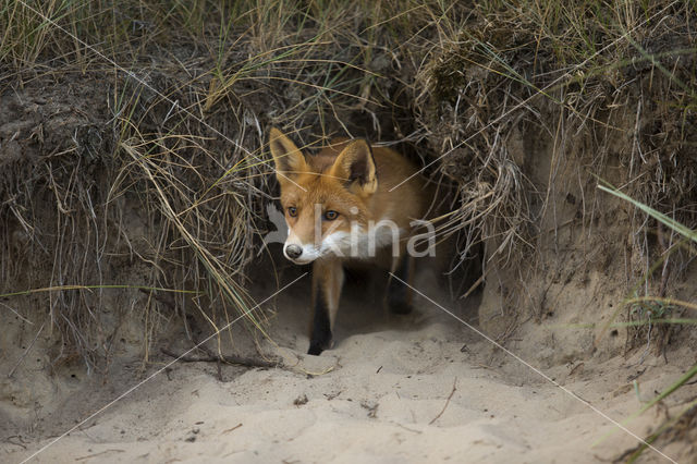 Fox (Vulpes vulpes)