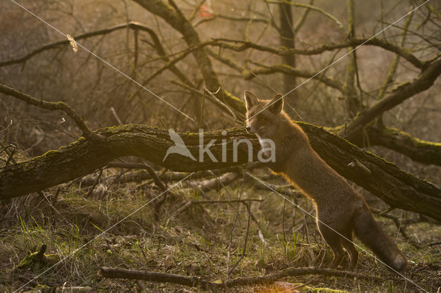 Fox (Vulpes vulpes)