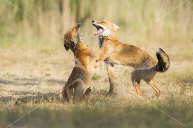 Fox (Vulpes vulpes)