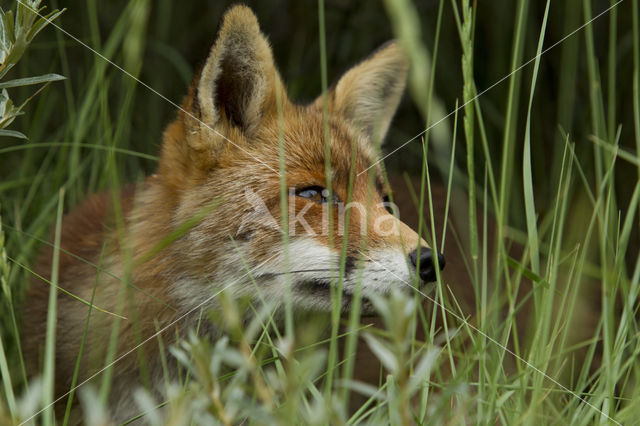 Vos (Vulpes vulpes)