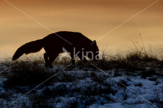 Fox (Vulpes vulpes)