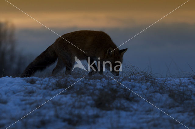 Vos (Vulpes vulpes)