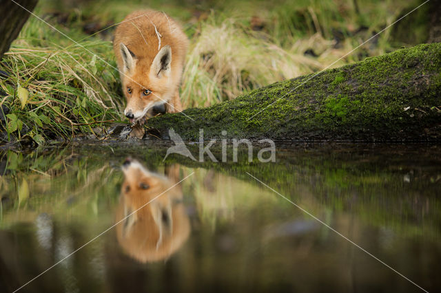 Vos (Vulpes vulpes)