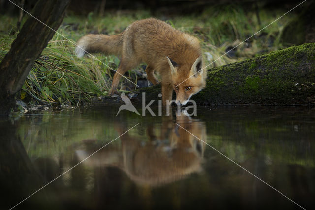 Fox (Vulpes vulpes)