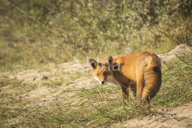 Vos (Vulpes vulpes)