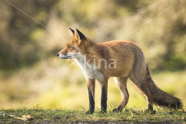 Fox (Vulpes vulpes)