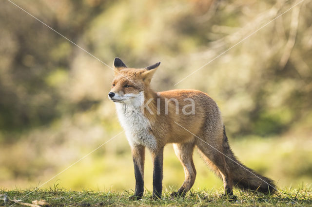 Fox (Vulpes vulpes)