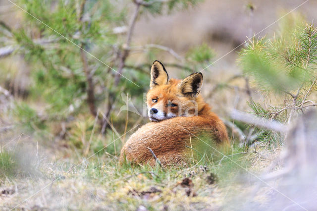 Vos (Vulpes vulpes)