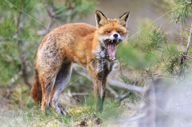Fox (Vulpes vulpes)