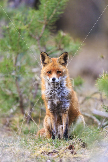 Fox (Vulpes vulpes)