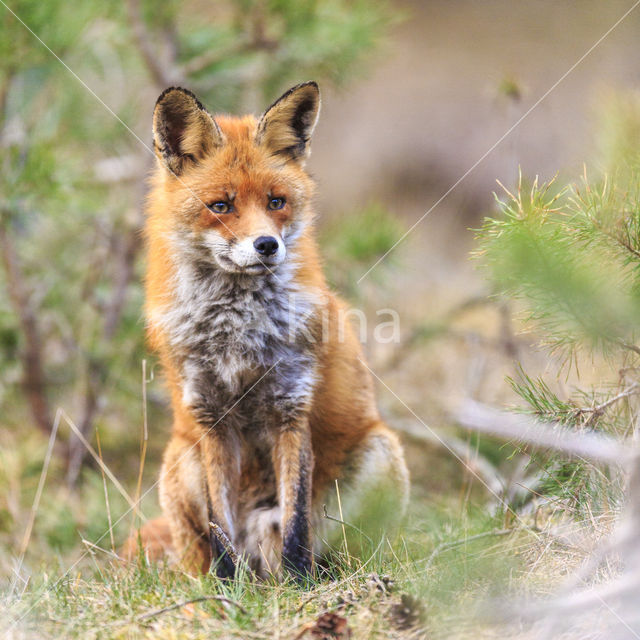 Vos (Vulpes vulpes)