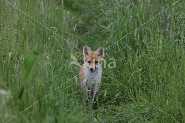 Fox (Vulpes vulpes)