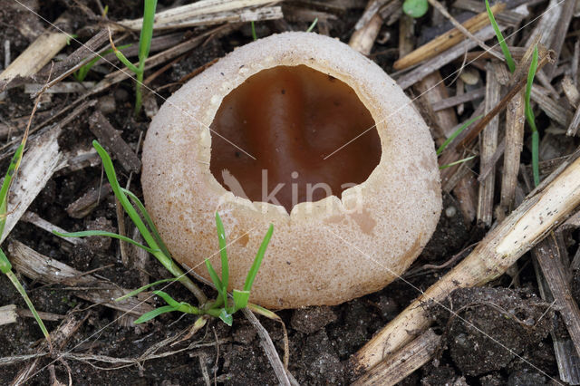Peziza vesiculosa