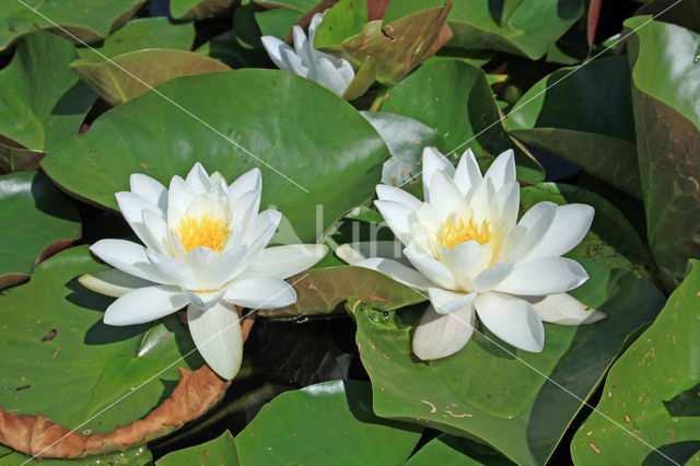 Waterlily (Nymphaea spec.)