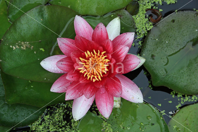 Waterlelie (Nymphaea spec.)