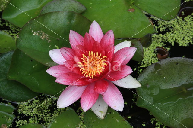 Waterlelie (Nymphaea spec.)