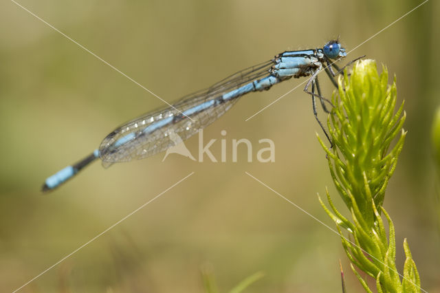 Common Blue Damselfly (Enallagma cyathigerum)