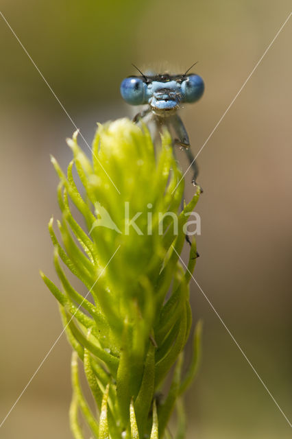 Common Blue Damselfly (Enallagma cyathigerum)