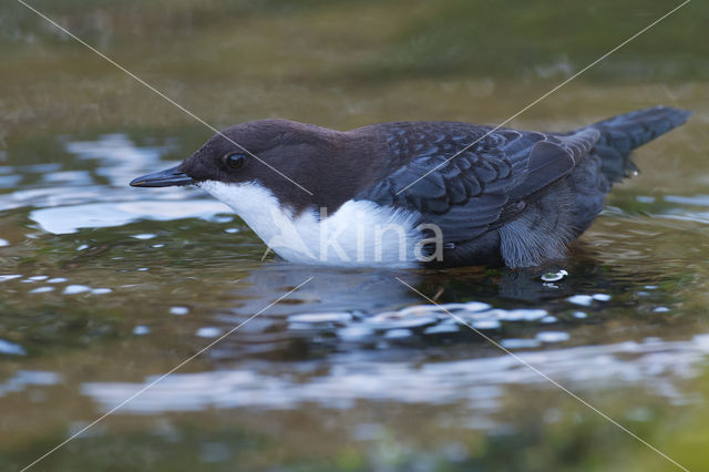 Waterspreeuw (Cinclus cinclus)