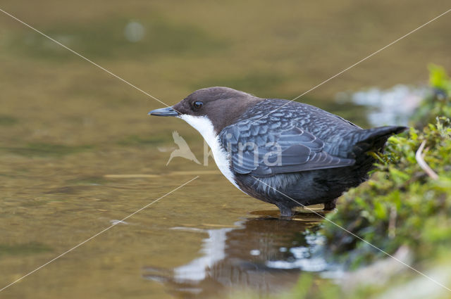 White-throated Dipper (Cinclus cinclus)