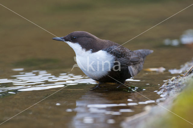 White-throated Dipper (Cinclus cinclus)