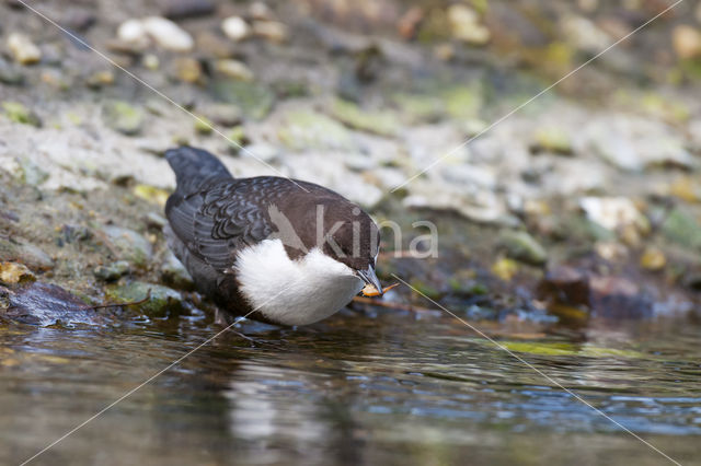 Waterspreeuw (Cinclus cinclus)