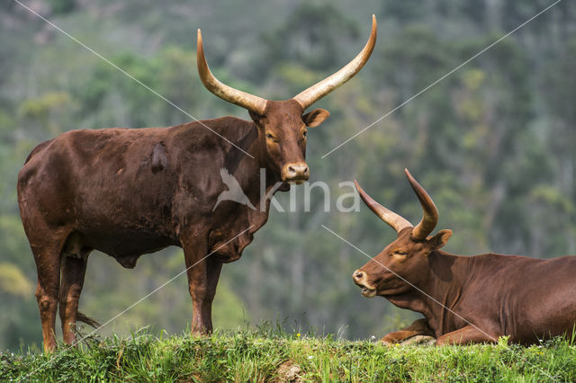 Cow (Bos domesticus)