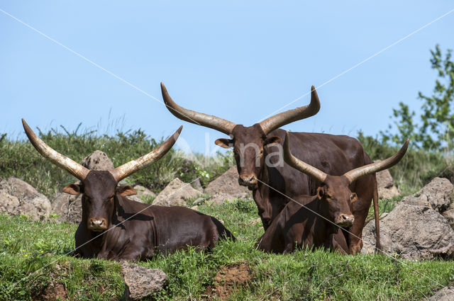 Cow (Bos domesticus)