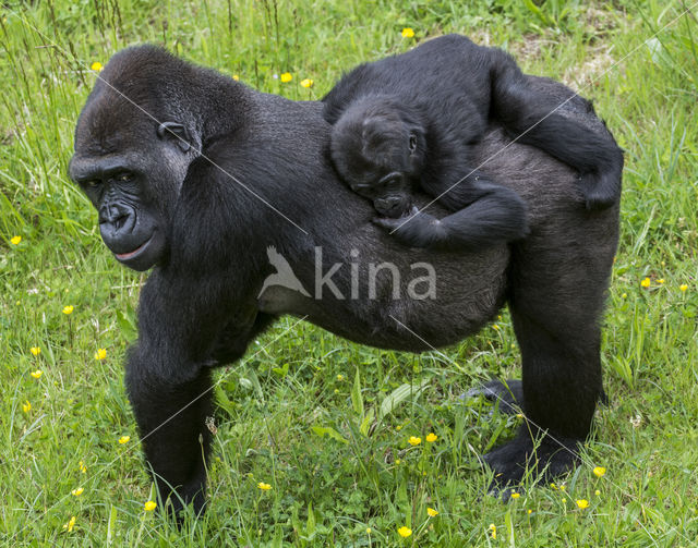 Western Lowland Gorilla (Gorilla gorilla gorilla)