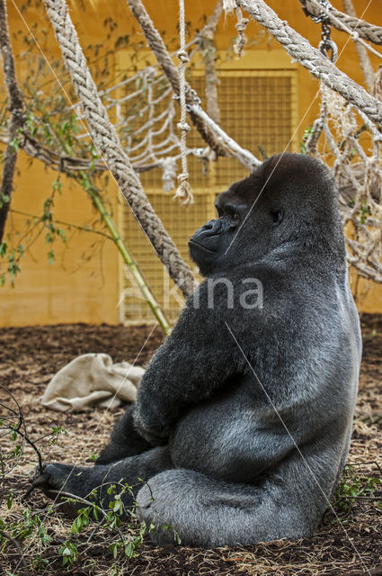 Westelijke laaglandgorilla (Gorilla gorilla gorilla)