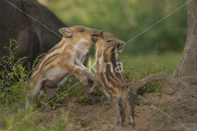 Wild zwijn