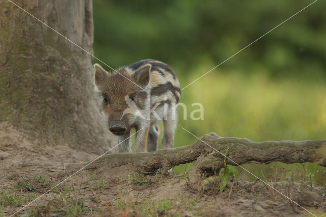 Wild zwijn