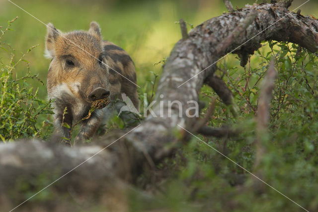 Wild Boar (Sus scrofa)