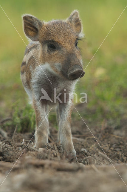 Wild Boar (Sus scrofa)