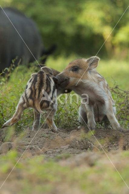 Wild zwijn