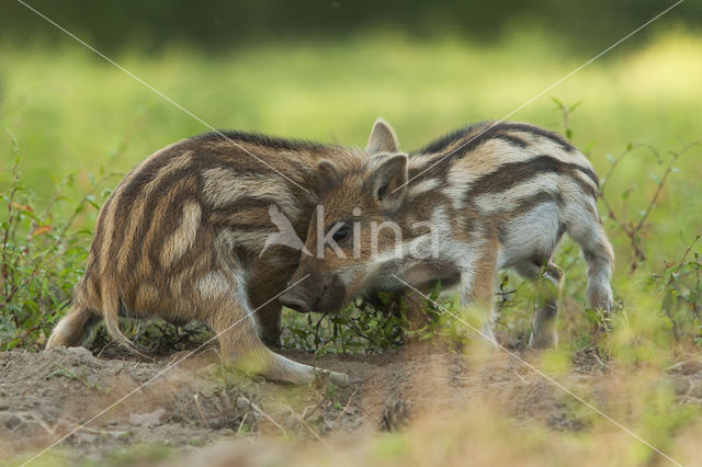 Wild Boar (Sus scrofa)