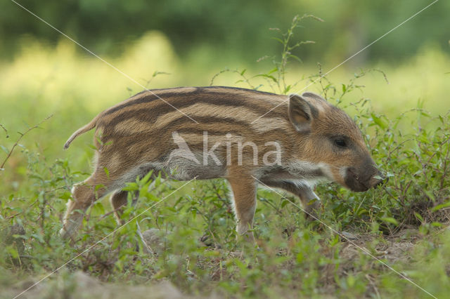 Wild zwijn