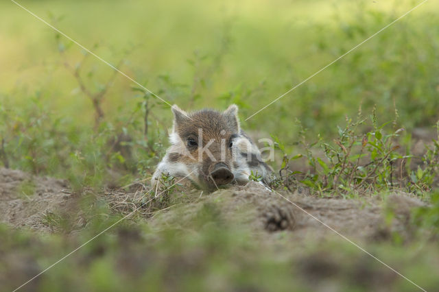 Wild Boar (Sus scrofa)