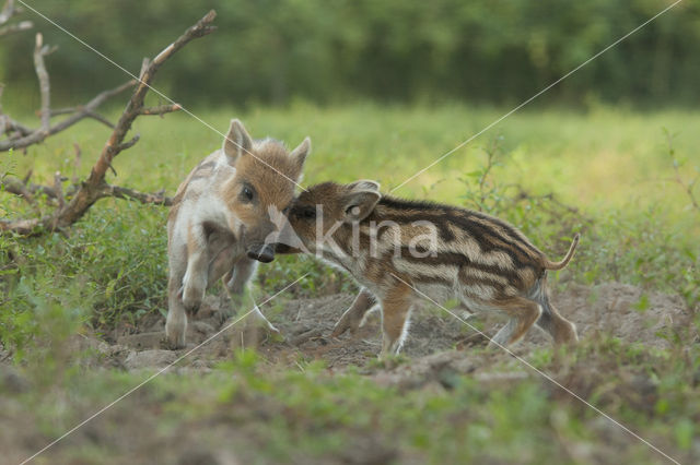 Wild zwijn