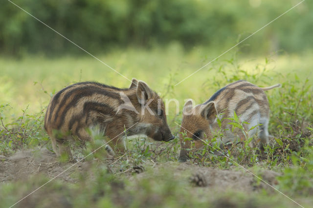 Wild zwijn