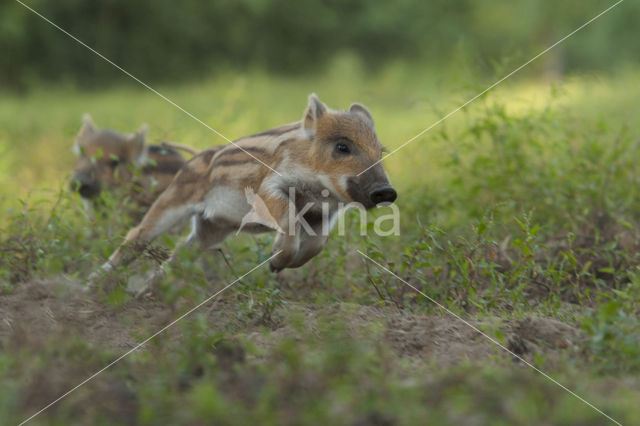 Wild zwijn