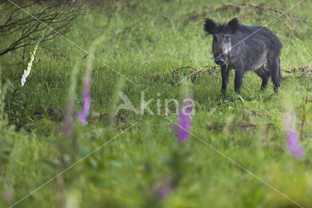 Wild Boar (Sus scrofa)