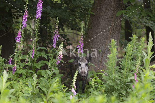 Wild zwijn