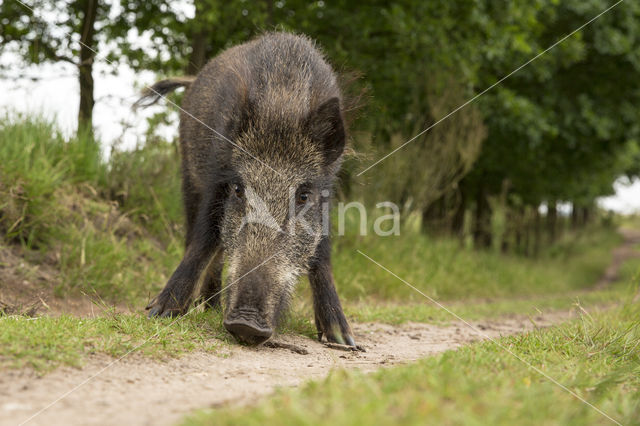 Wild zwijn