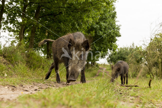 Wild zwijn