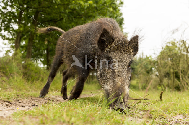 Wild zwijn