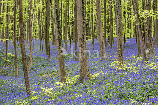 Bluebell (Hyacinthoides non-scripta