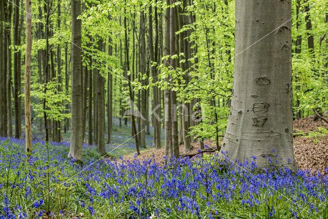 Bluebell (Hyacinthoides non-scripta