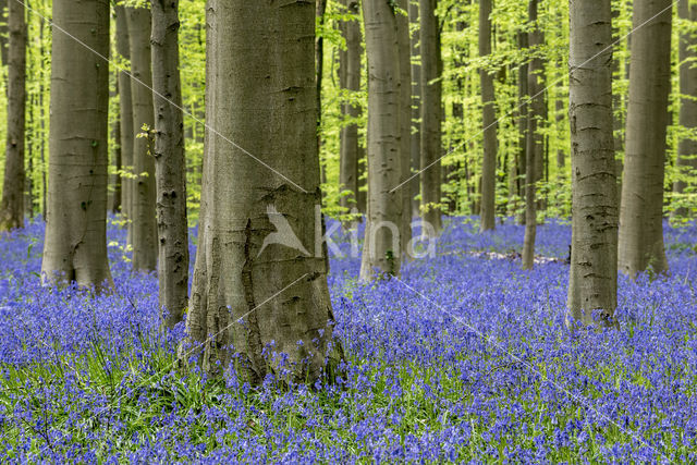 Bluebell (Hyacinthoides non-scripta